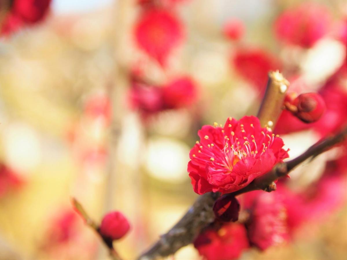 Stay Sakura Kyoto Gion Miyagawacho Eksteriør bilde