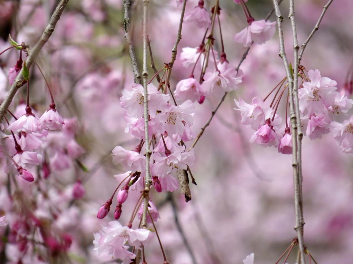 Stay Sakura Kyoto Gion Miyagawacho Eksteriør bilde